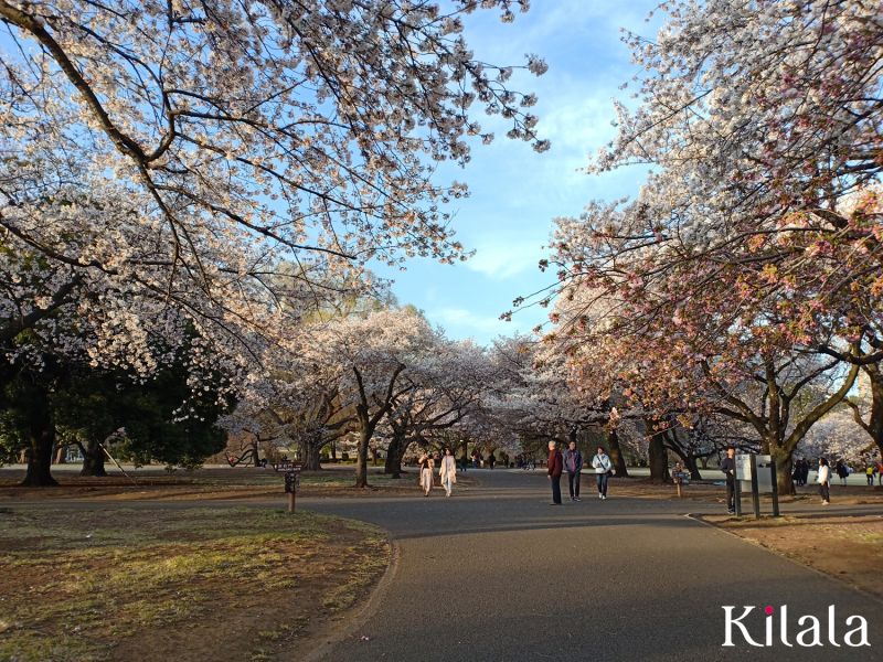 công viên Shinjuku Gyoen